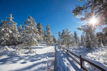 Photo for Scenic snow-covered forest in winter season. Good for Christmas background. - Royalty Free Image