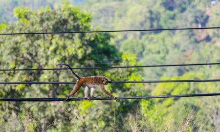 Téléchargez les photos : Monkeys walking on wires in Sri Lanka - en image libre de droit