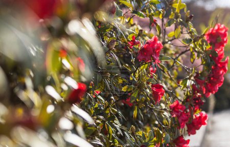 Foto de Rhododendron in the botanical garden in spring season - Imagen libre de derechos