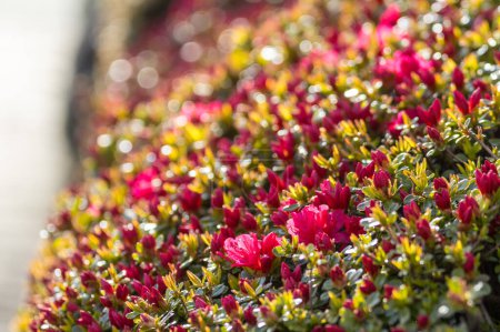 Foto de Escena de primavera en el jardín verde flor árbol primavera fresca - Imagen libre de derechos
