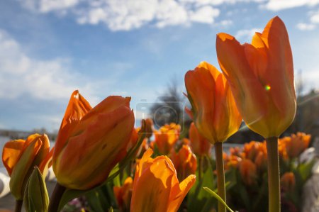 Téléchargez les photos : Groupe de tulipes colorées dans le jardin de printemps. Lumineux fond de photo tulipe colorée. Concept de printemps incroyable et arrière-plan. - en image libre de droit
