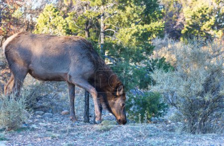Téléchargez les photos : Mountain Bull Elk , Colorado, USA - en image libre de droit
