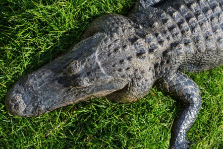 Téléchargez les photos : Alligator américain nager dans les Everglades avec une réflexion colorée dans l'eau sauvage nature parc national - en image libre de droit
