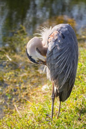 Photo for Blue heron in Everglades NP,Florida. Beautiful wildlife animals and birds - Royalty Free Image