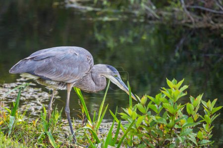 Téléchargez les photos : Héron bleu dans Everglades NP, Floride. Beaux animaux sauvages et oiseaux - en image libre de droit