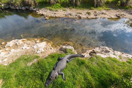 Téléchargez les photos : Alligator américain nager dans les Everglades avec une réflexion colorée dans l'eau sauvage nature parc national - en image libre de droit