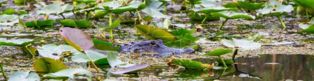 Foto de Cocodrilo Americano Nadar en Everglades con colorido reflejo en el agua naturaleza salvaje parque nacional - Imagen libre de derechos