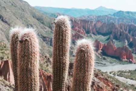 Foto de Gran cactus en la isla Incahuasi, Salar de Uyuni, Altiplano, Bolivia. Paisajes naturales insólitos desiertos viaje solar América del Sur - Imagen libre de derechos