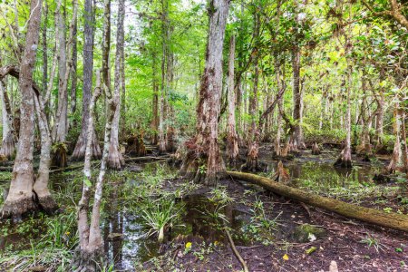 Foto de Bald Cypress Trees reflecting in the water in a florida swamp on a warm summer day - Imagen libre de derechos