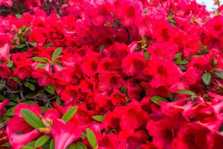 Téléchargez les photos : Rhododendron in the botanical garden in spring season - en image libre de droit