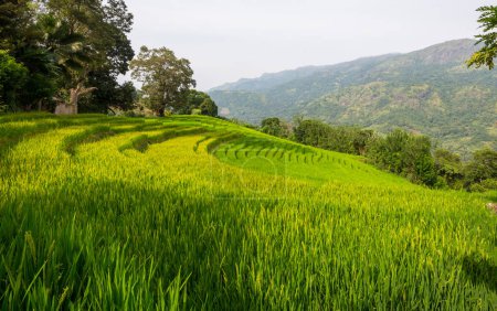 Téléchargez les photos : Terrasse de riz vert sur Sri Lanka - en image libre de droit