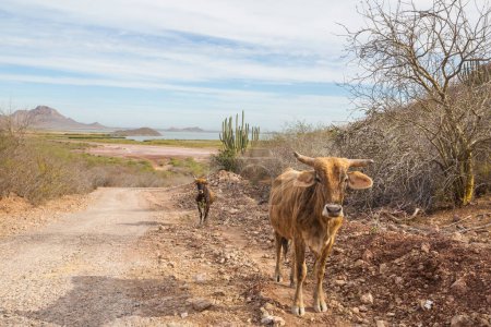 Foto de Cows on the road in dry landscapes in Mexico - Imagen libre de derechos