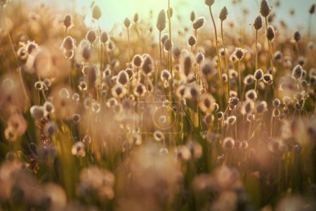 Téléchargez les photos : Journée ensoleillée sur la prairie de fleurs. Beau fond naturel. Plantes sauvages dans la nature. - en image libre de droit