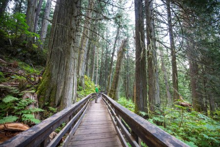 Téléchargez les photos : Chemin dans la forêt de séquoias - en image libre de droit