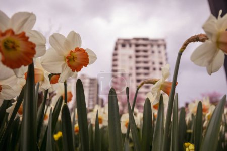 Foto de Narciso flores en la temporada de primavera - Imagen libre de derechos