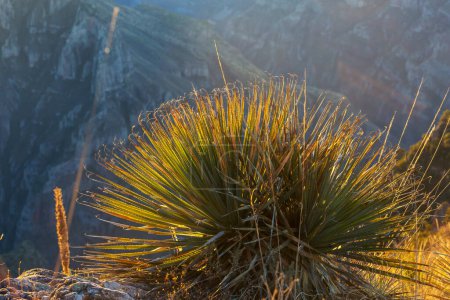 Téléchargez les photos : Plantes en montagne Barrancas del Cobro au Mexique - en image libre de droit