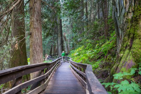Téléchargez les photos : Chemin dans la forêt de séquoias - en image libre de droit