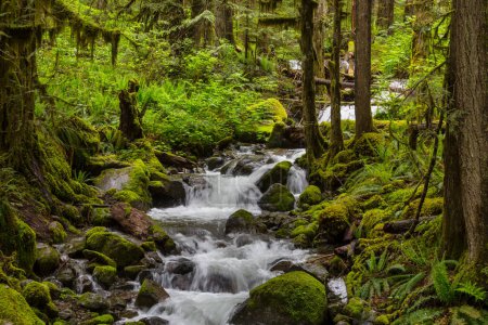 Téléchargez les photos : Belle petite rivière en forêt verte - en image libre de droit