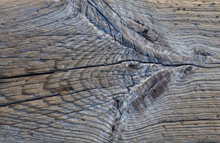 Téléchargez les photos : Fond texture bois brun, cortex d'araucaria - en image libre de droit