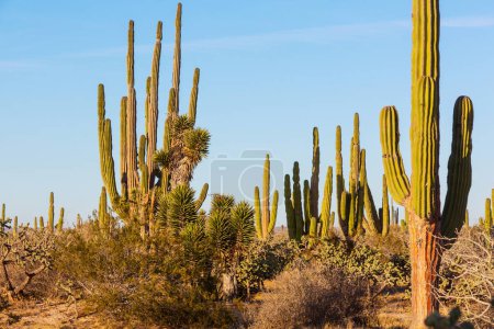Foto de Cactus field in a mountains, Arizona, Estados Unidos - Imagen libre de derechos