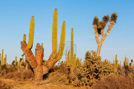 Photo for Cacti field  in a mountains, Arizona, USA - Royalty Free Image