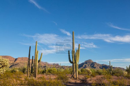 Saguaro cacti in Organ Pipe National Monument, USA