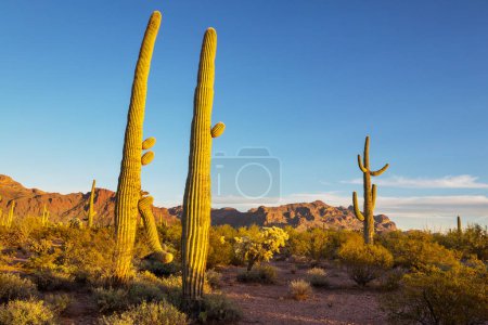 Téléchargez les photos : Saguaro cactus in Organ Pipe National Monument, États-Unis - en image libre de droit