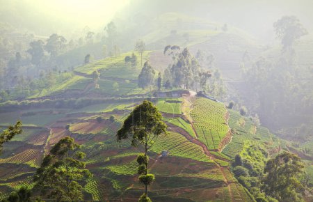 Téléchargez les photos : Paysages du Sri Lanka - plantations de thé dans les montagnes - en image libre de droit