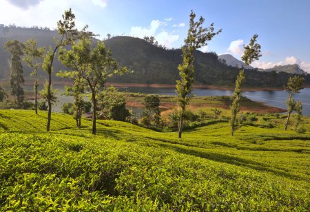 Photo for Sri Lanka landscapes - tea plantations in the mountains - Royalty Free Image