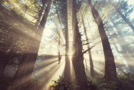 Téléchargez les photos : Rayons de soleil par temps clair dans la forêt verte - en image libre de droit