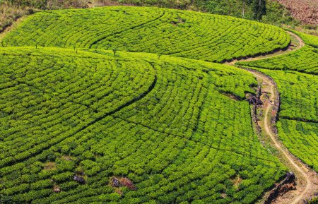 Téléchargez les photos : Paysages naturels verts plantation de thé au Sri Lanka - en image libre de droit