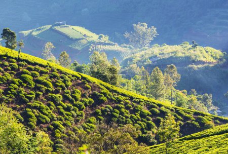 Téléchargez les photos : Paysages naturels verts plantation de thé au Sri Lanka - en image libre de droit