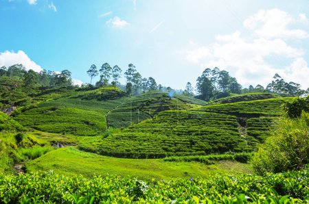 Foto de Paisajes naturales verdes plantación de té en Sri Lanka - Imagen libre de derechos