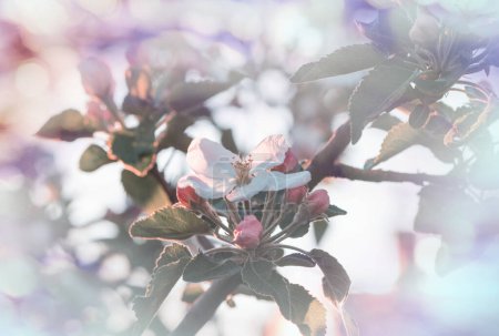 Foto de Árbol floreciente en el jardín de primavera. Fondo conceptual de primavera
. - Imagen libre de derechos