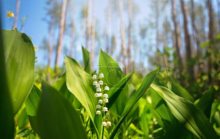 Photo for Spring season theme. Lilly of the valley in pot - Royalty Free Image