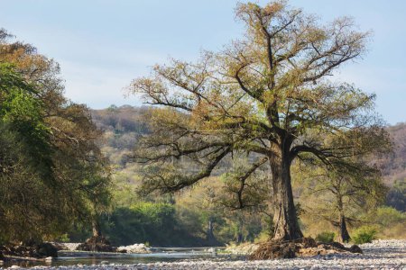 Photo for Big trees in the river in Mexico - Royalty Free Image