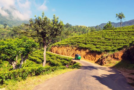 Téléchargez les photos : Tuk tuk conduisant sur une route entre les arbres verts dans la forêt du Sri Lanka - en image libre de droit