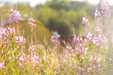 Téléchargez les photos : Journée ensoleillée sur la prairie de fleurs. Beau fond naturel. Plantes sauvages dans la nature. - en image libre de droit