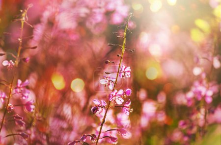 Foto de Día soleado en el prado de flores. Hermoso fondo natural. Plantas silvestres en la naturaleza. - Imagen libre de derechos