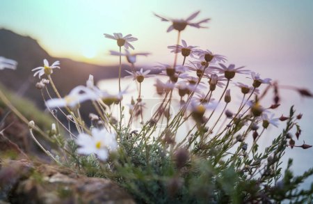 Foto de Wild flowers in a summer meadow - Imagen libre de derechos