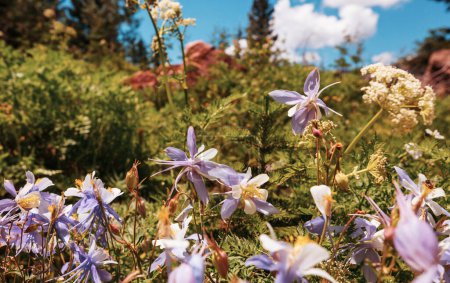 Téléchargez les photos : Fleurs sauvages dans une prairie d'été - en image libre de droit