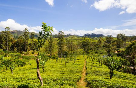 Foto de Paisajes naturales verdes plantación de té en Sri Lanka - Imagen libre de derechos