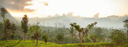 Photo for Green natural landscapes tea plantation on Sri Lanka - Royalty Free Image
