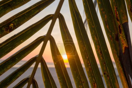 Téléchargez les photos : Feuilles de palmier vert sur fond de coucher de soleil - en image libre de droit
