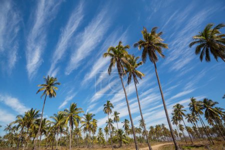 Photo for Palm plantation on tropical island - Royalty Free Image