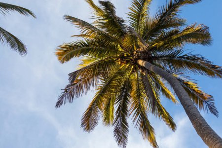 Téléchargez les photos : Palmeraie sur île tropicale - en image libre de droit