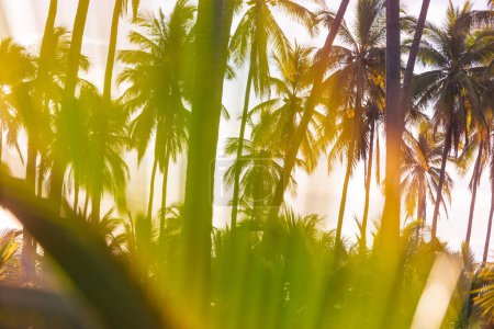 Foto de Plantación de palmeras en isla tropical - Imagen libre de derechos