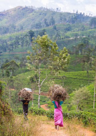 Photo for Local women carrying loads in tea plantations in Sri Lanka - Royalty Free Image