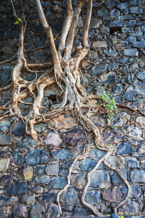 Téléchargez les photos : Racine d'arbre dans le mur de pierre - en image libre de droit