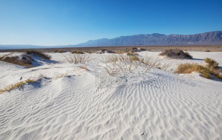 Photo for Unusual natural landscapes in white sands dunes in  Mexico - Royalty Free Image